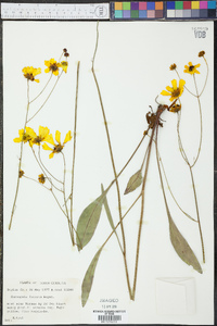 Coreopsis falcata image