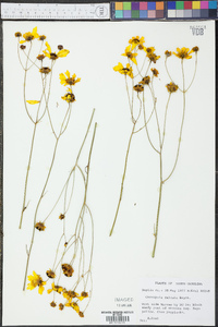 Coreopsis falcata image