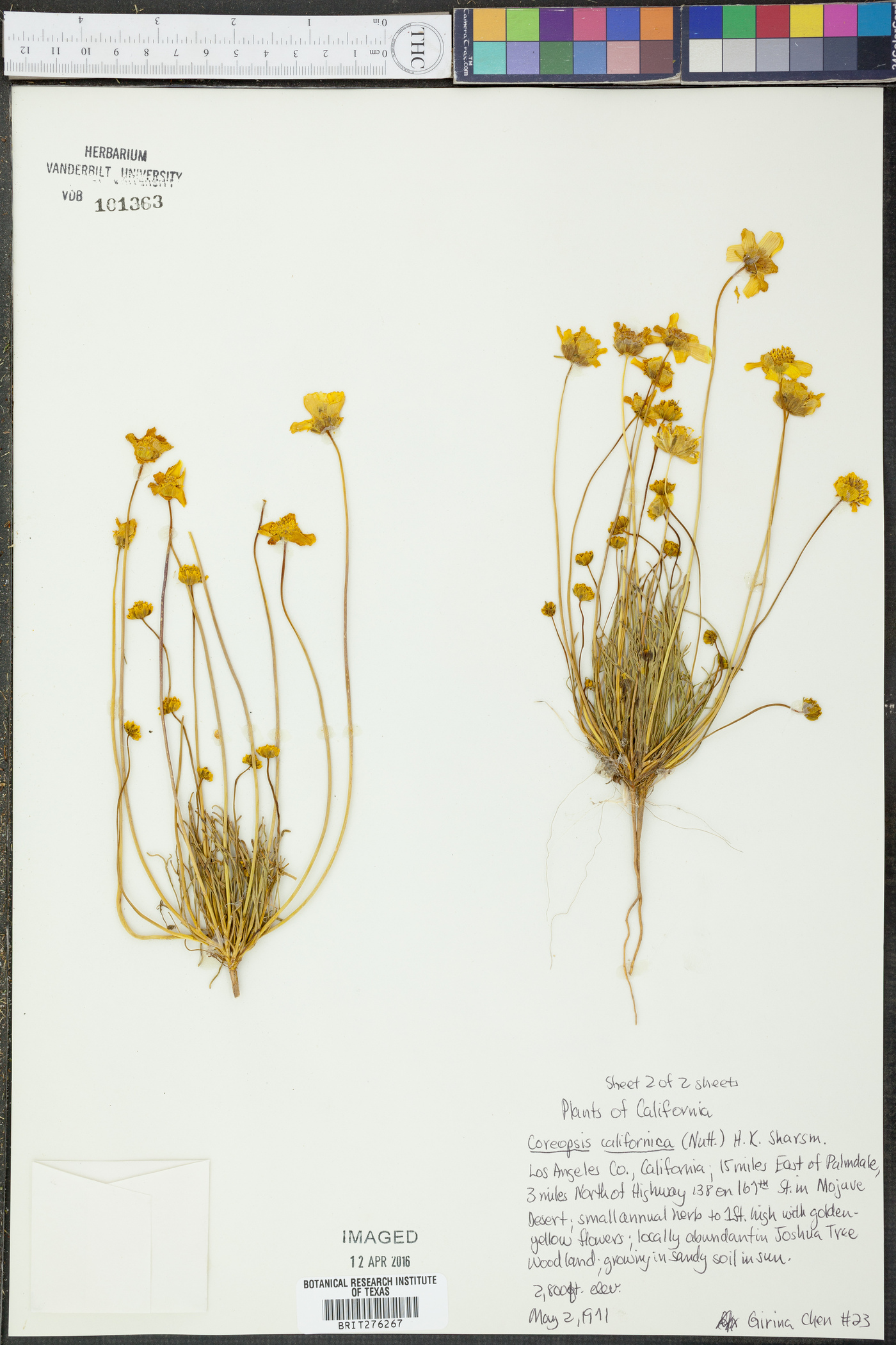 Coreopsis californica image