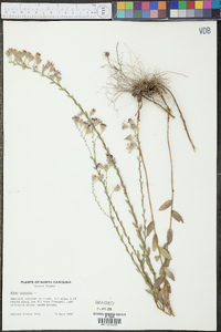 Aster concolor image