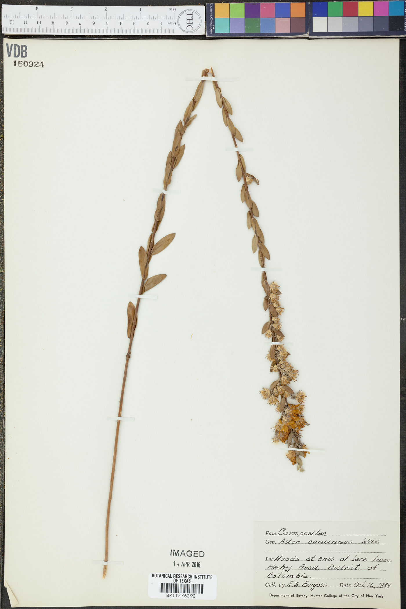 Symphyotrichum laeve var. concinnum image