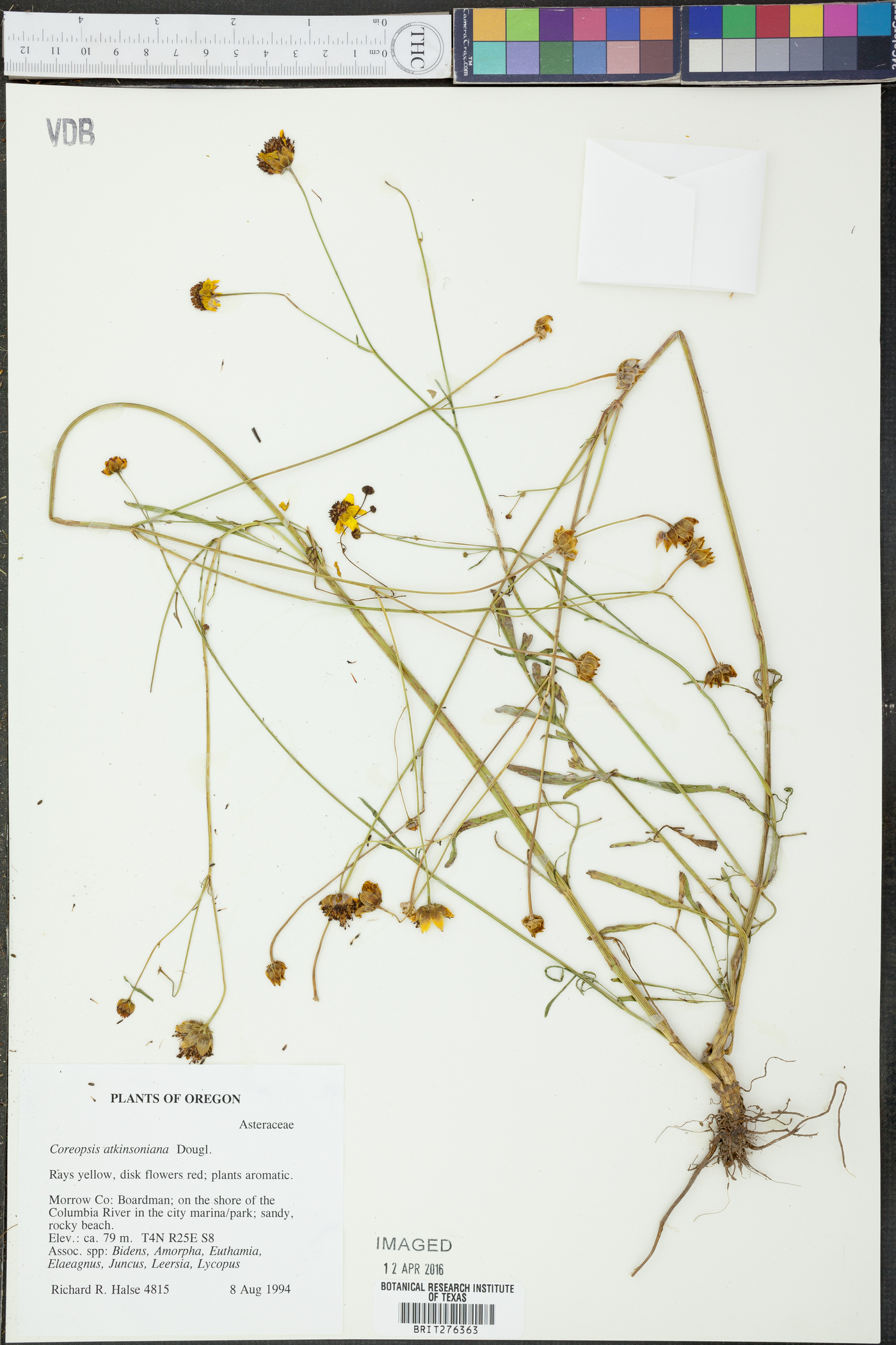 Coreopsis tinctoria var. atkinsoniana image