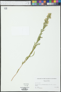 Symphyotrichum ericoides image