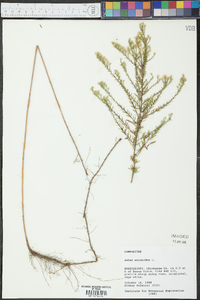 Symphyotrichum ericoides image