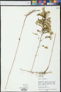 Symphyotrichum ericoides image