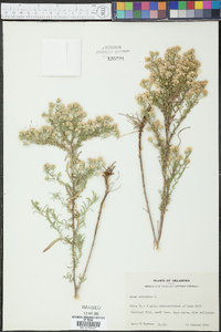 Symphyotrichum ericoides image