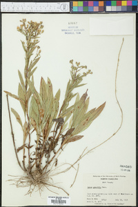 Aster gracilis image