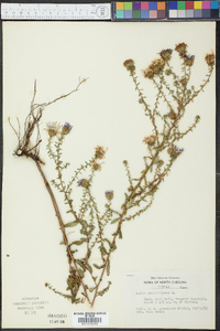 Aster grandiflorus image