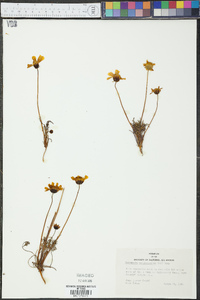 Coreopsis calliopsidea image
