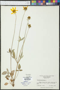 Coreopsis auriculata image