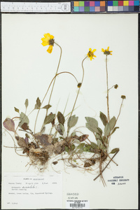 Coreopsis auriculata image