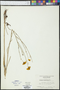 Coreopsis gladiata image