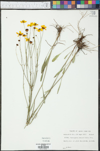 Coreopsis gladiata image