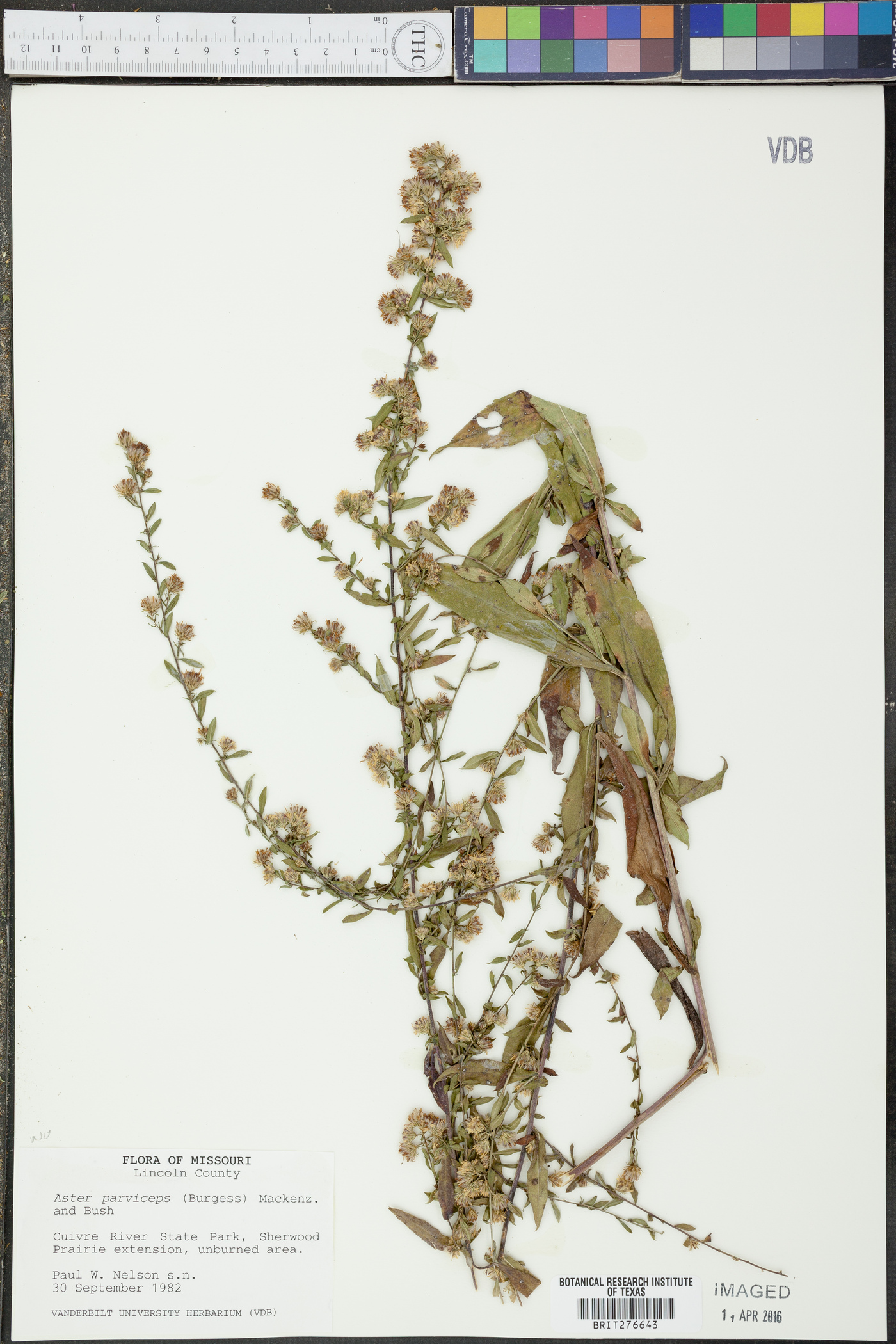 Aster parviceps image