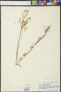 Conyza canadensis var. pusilla image