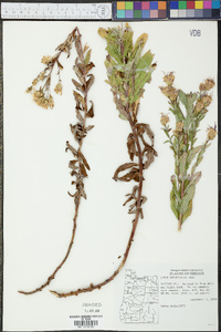 Aster ledophyllus image