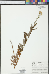 Aster ledophyllus var. covillei image