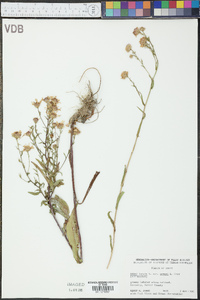 Symphyotrichum laeve var. geyeri image