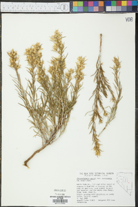 Ericameria parryi var. nevadensis image