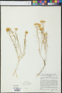 Chrysothamnus viscidiflorus var. stenophyllus image
