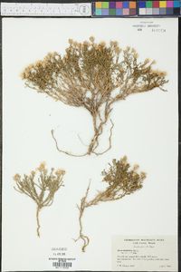 Chaetopappa ericoides image