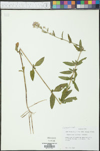 Chromolaena ivifolia image