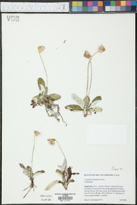 Chaptalia tomentosa image