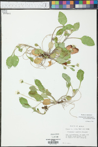 Chrysogonum virginianum var. brevistolon image