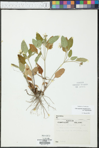 Chrysogonum virginianum image