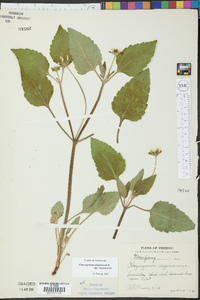 Chrysogonum virginianum var. virginianum image