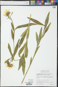 Helianthella uniflora image