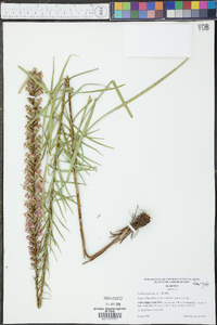 Liatris spicata image