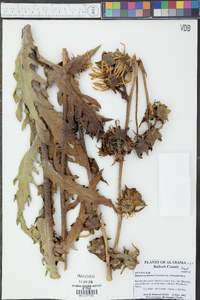 Silphium laciniatum var. robinsonii image