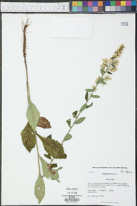 Solidago bicolor image