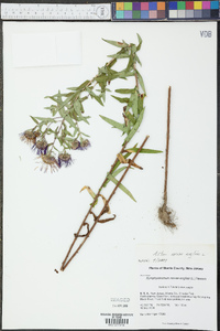 Symphyotrichum novae-angliae image