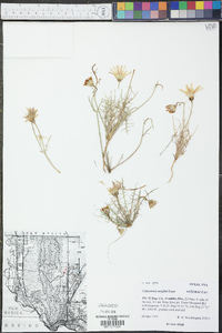 Calycoseris wrightii image