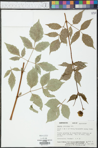 Dahlia coccinea image