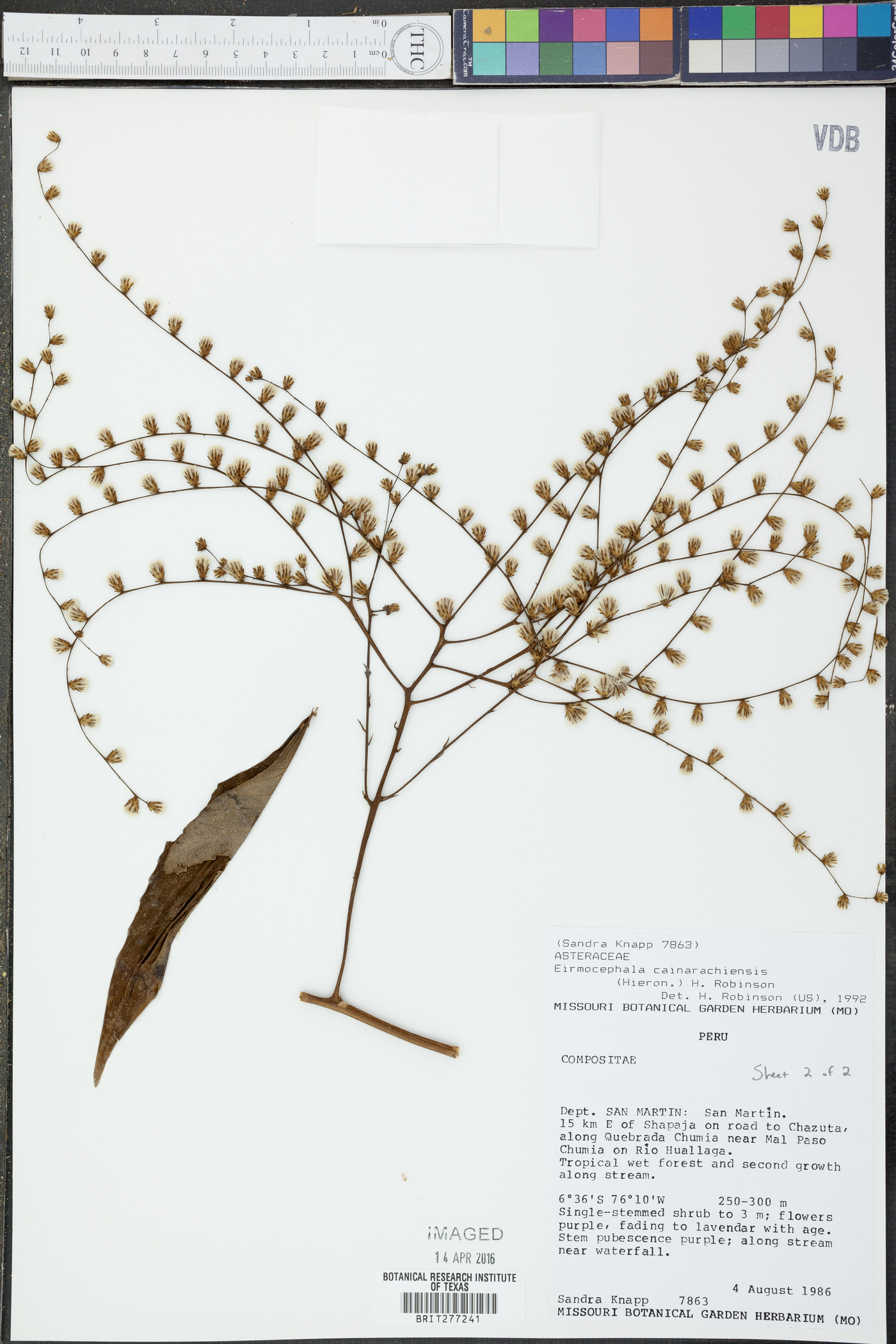 Eirmocephala cainarachiensis image