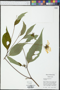 Helianthus decapetalus image