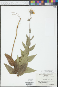 Helianthus mollis image