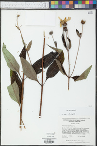 Helianthus strumosus image