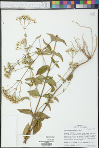 Ageratina aromatica image