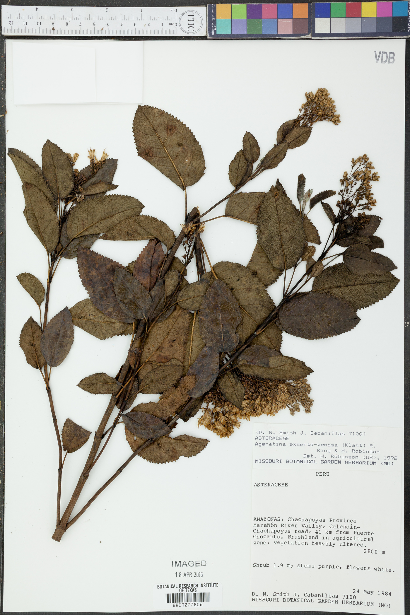 Ageratina fastigiata image