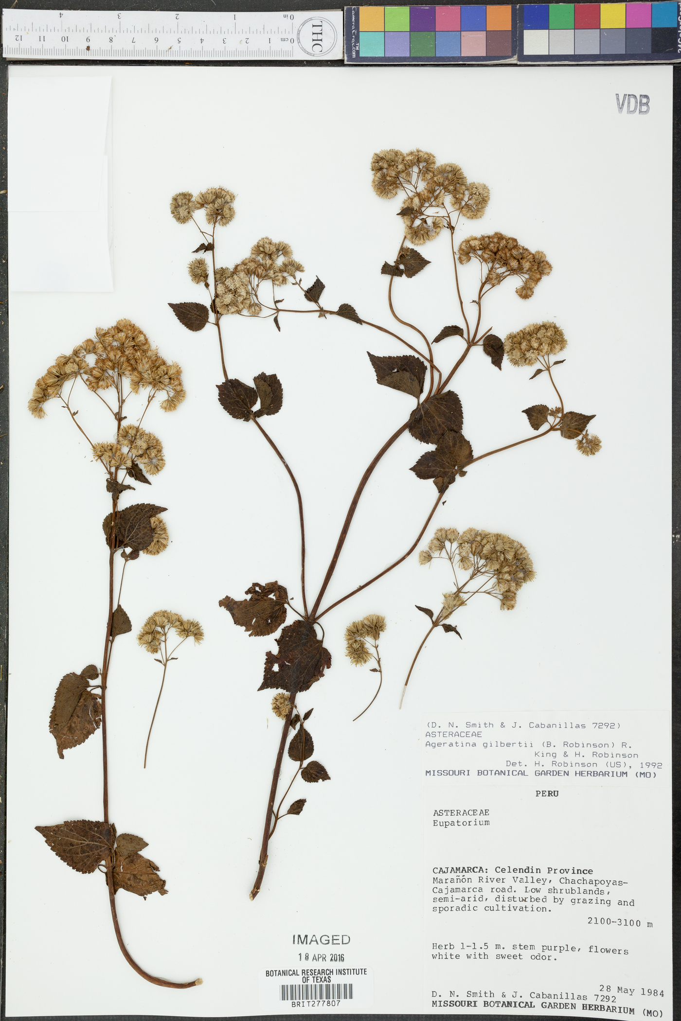 Ageratina gilbertii image