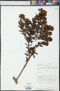 Baccharis brachylaenoides image