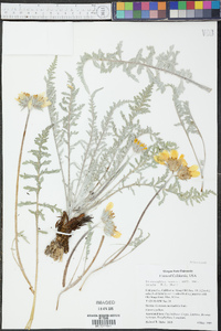 Balsamorhiza hookeri image