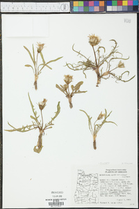 Microseris alpestris image