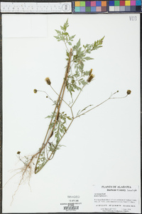 Bidens bipinnata image