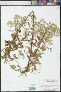 Eupatorium semiserratum image