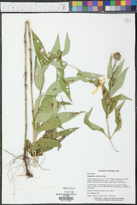 Helianthus hirsutus image